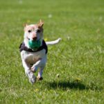 Pet Friendly - Dog Running on Grass