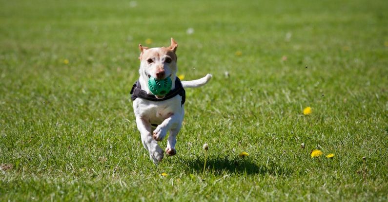 Pet Friendly - Dog Running on Grass