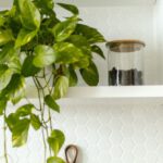 Organized Home - Hanging Plant on a Multilevel Shelves