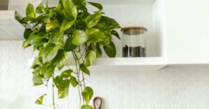 Organized Home - Hanging Plant on a Multilevel Shelves