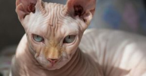 Family Pet - Selective Focus Photography of Sphinx Cat Lying on Bedspread