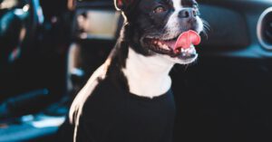 New Pet - Cute little French Bulldog with tongue out in costume resting in expensive new automobile
