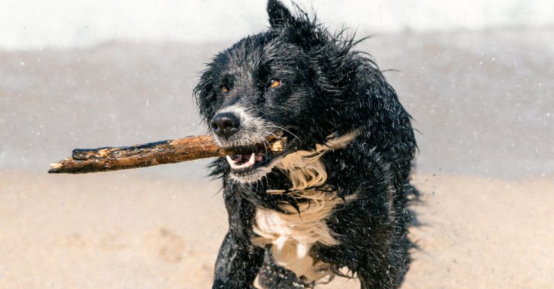 Pet Responsibility - Dog on Beach
