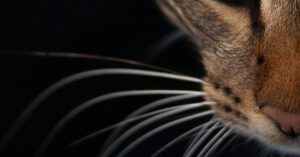 Loss Pet - Cat Photography (Fiko)