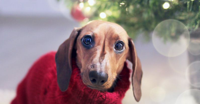 Puppy Home - Dachshund Dog Wearing a Red Sweater