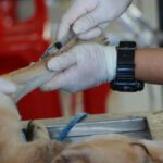 Veterinarian - Vet Vaccinating Adult Tan Pit Bull Terrier