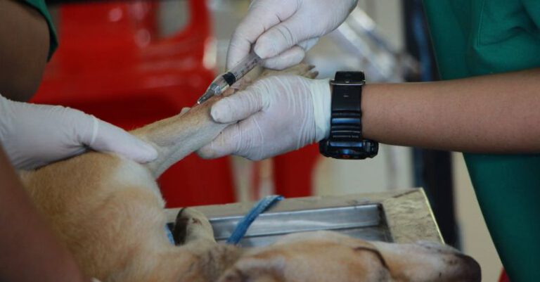 How to Choose the Right Veterinarian?