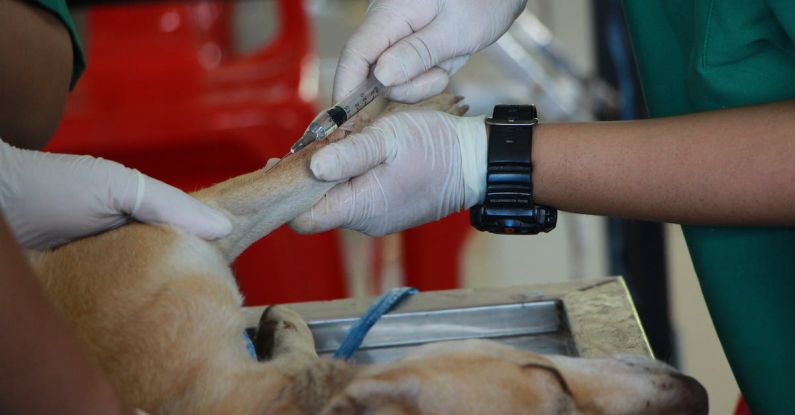Veterinarian - Vet Vaccinating Adult Tan Pit Bull Terrier