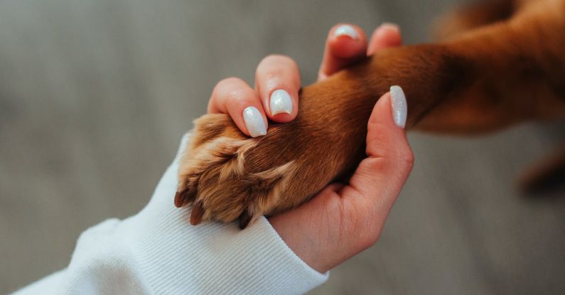 Pet Training - Unrecognizable woman holding paw of dog
