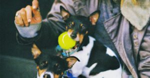 Elderly Pets - White and Black Short Coated Dog on Gray Textile