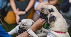 Pet Treats - Fawn Pug on Persons Lap