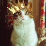 Pet Party - Funny Picture of a Cat in a Crown Sitting Next to a Candle