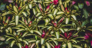 Anti-bullying - Green and Red Leaves Plant