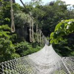 Safety Net - White Net Bridge Across Forest Under Clear Sky