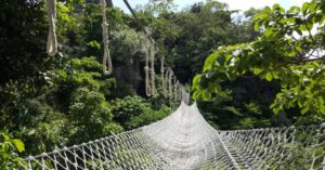 Safety Net - White Net Bridge Across Forest Under Clear Sky
